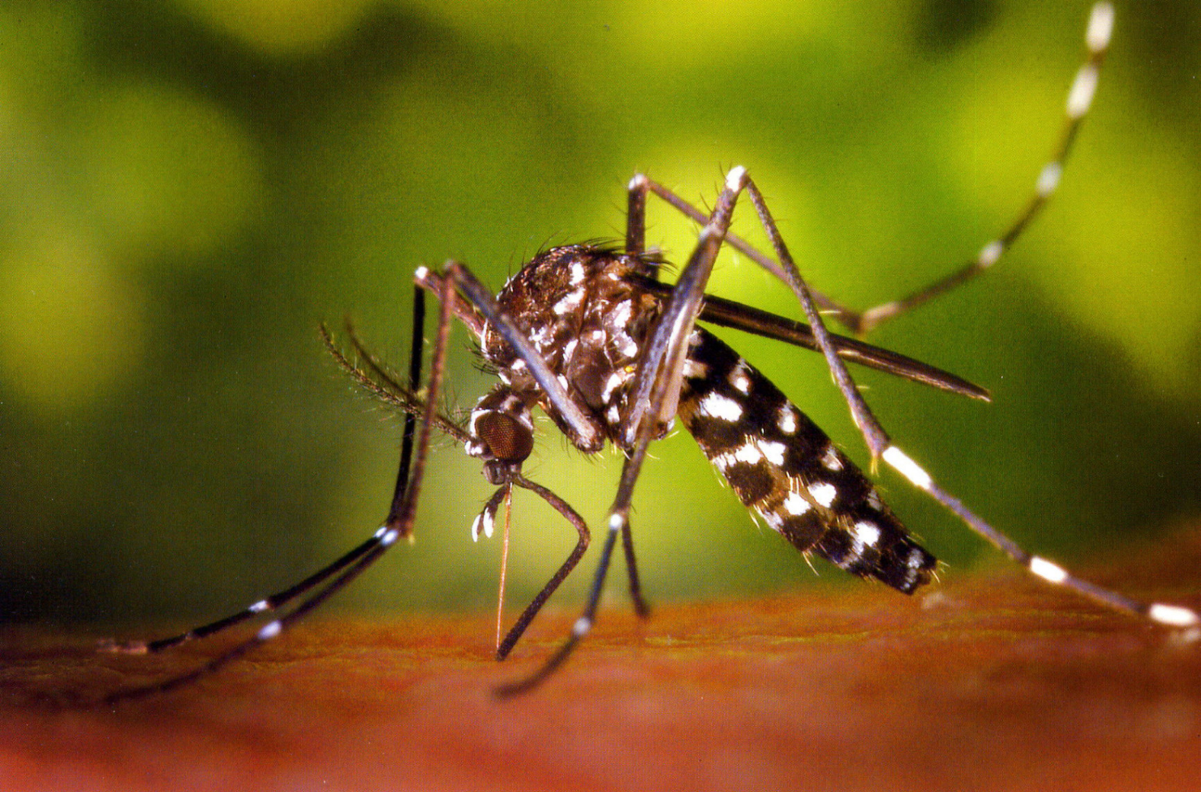 Odrasli tigrasti komarac (Aedes albopictus) tijekom hranjenja.
